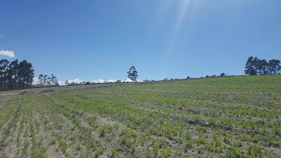 Cochasqui Terreno de Venta 2016,30 m² — imagen 6