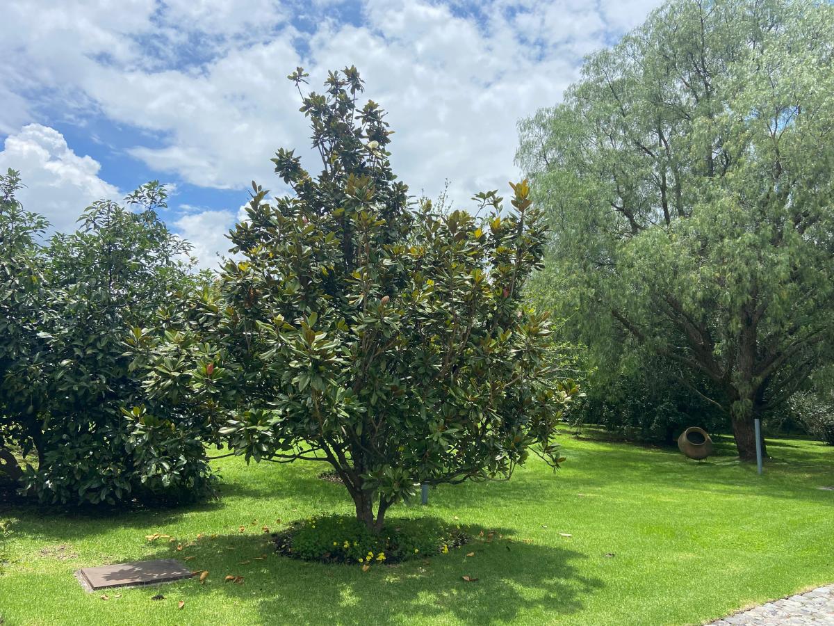 Vieja Hacienda Venta Terreno — imagen 10