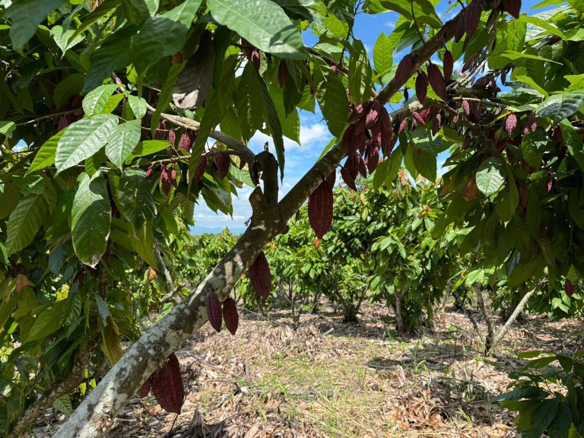 Vendo Hacienda en Sector Churute Guayas, Guayas — imagen 7