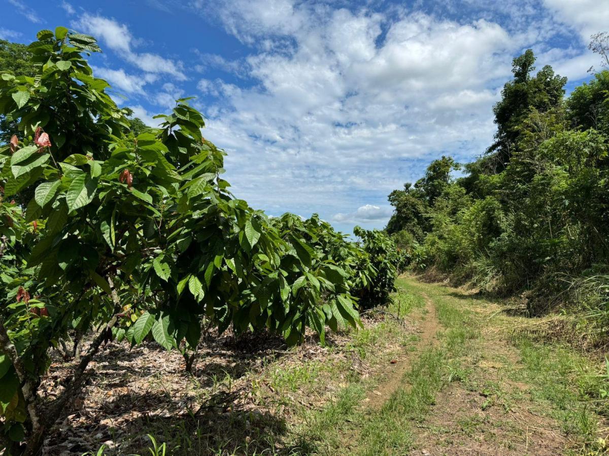 Vendo Hacienda en Sector Churute Guayas, Guayas — imagen 6