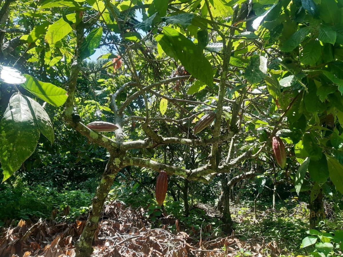 Haciendas en Venta – Inversión Estratégica Norte de Naranjal Am, Guayas — imagen 7