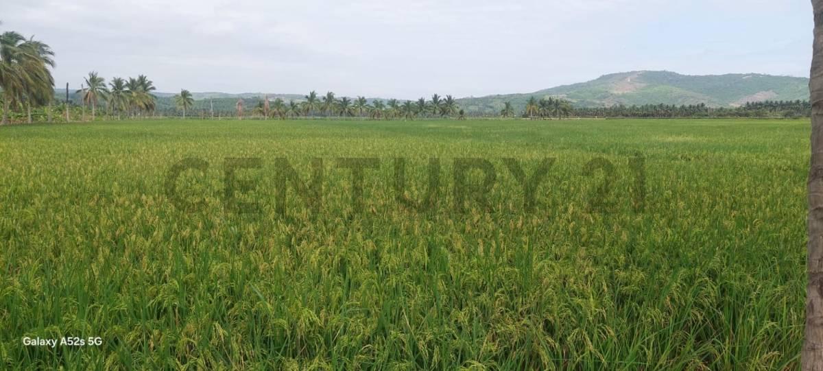 Venta de Hermoso Terreno en Sosote, Rocafuerte Para Cultivo de Ciclo Corto, Manabí — imagen 10