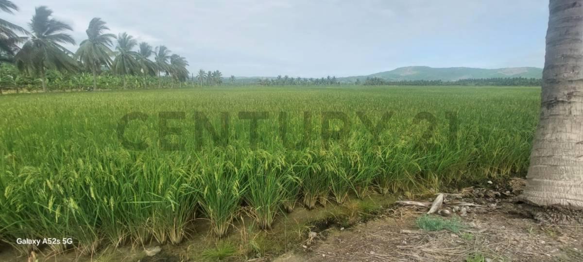 Venta de Hermoso Terreno en Sosote, Rocafuerte Para Cultivo de Ciclo Corto, Manabí — imagen 9