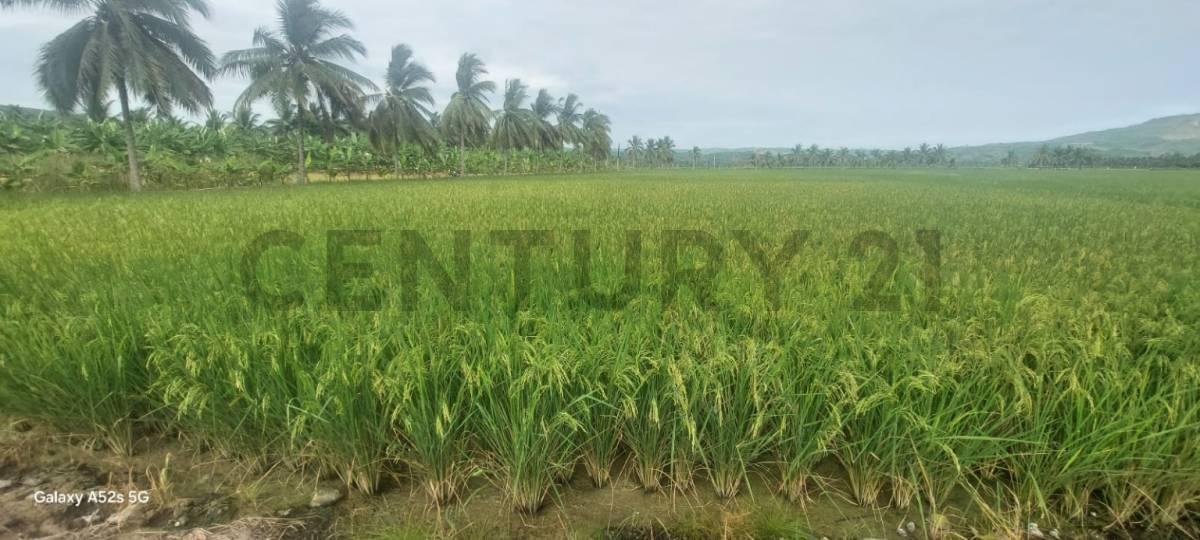 Venta de Hermoso Terreno en Sosote, Rocafuerte Para Cultivo de Ciclo Corto, Manabí — imagen 8