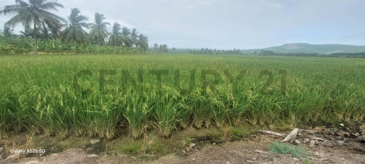 Venta de Hermoso Terreno en Sosote, Rocafuerte Para Cultivo de Ciclo Corto, Manabí — imagen 7