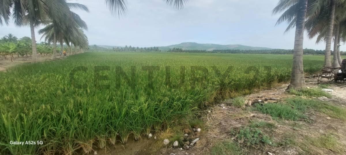 Venta de Hermoso Terreno en Sosote, Rocafuerte Para Cultivo de Ciclo Corto, Manabí — imagen 6