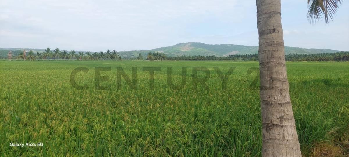 Venta de Hermoso Terreno en Sosote, Rocafuerte Para Cultivo de Ciclo Corto, Manabí — imagen 3
