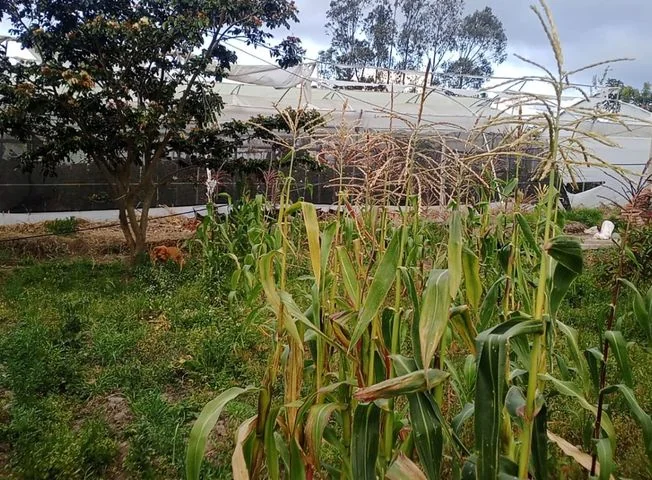 Terreno en venta en La Armenia — imagen 2