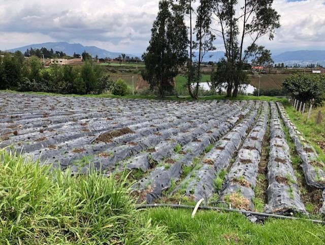 Vendo Excelente Terreno - Yaruqui - Mediano Impacto — imagen 4