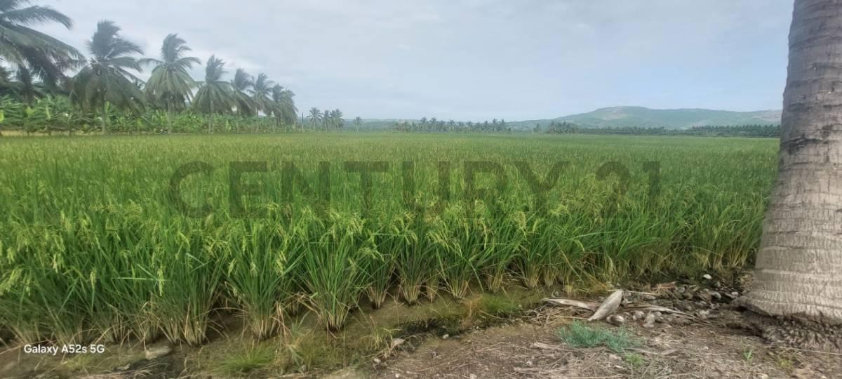 Venta de Terreno en Sosote - Rocafuerte Perfecto Para Cultivo de Ciclo Corto, Manabí — imagen 9