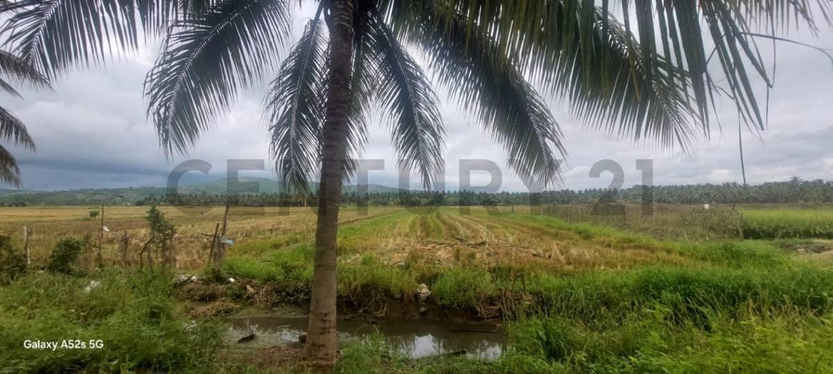 Venta de Terreno en Sosote - Rocafuerte Perfecto Para Cultivo de Ciclo Corto, Manabí — imagen 8