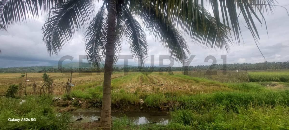 Venta de Terreno en Sosote - Rocafuerte Perfecto Para Cultivo de Ciclo Corto, Manabí — imagen 7