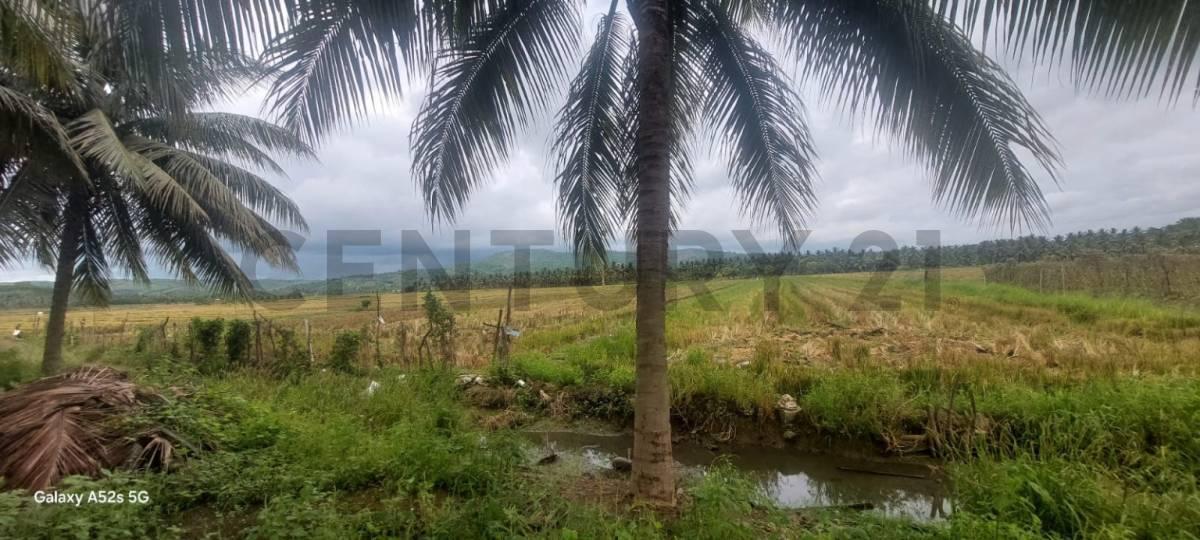 Venta de Terreno en Sosote - Rocafuerte Perfecto Para Cultivo de Ciclo Corto, Manabí — imagen 6