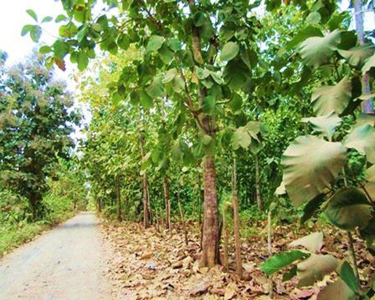 Venta Hacienda Agrícola 60 Ha Balzar Frente Vía, Guayas — imagen 10