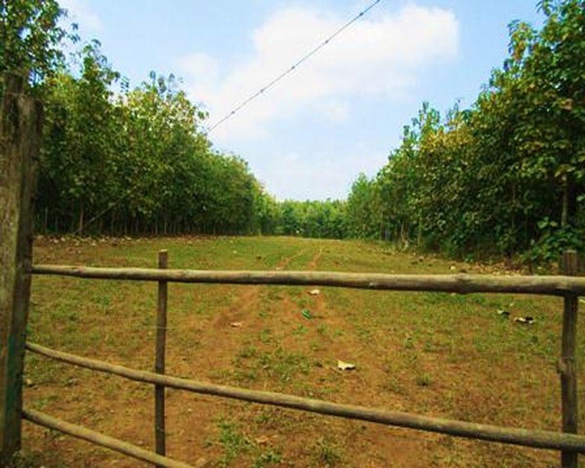 Venta Hacienda Agrícola 60 Ha Balzar Frente Vía, Guayas — imagen 9