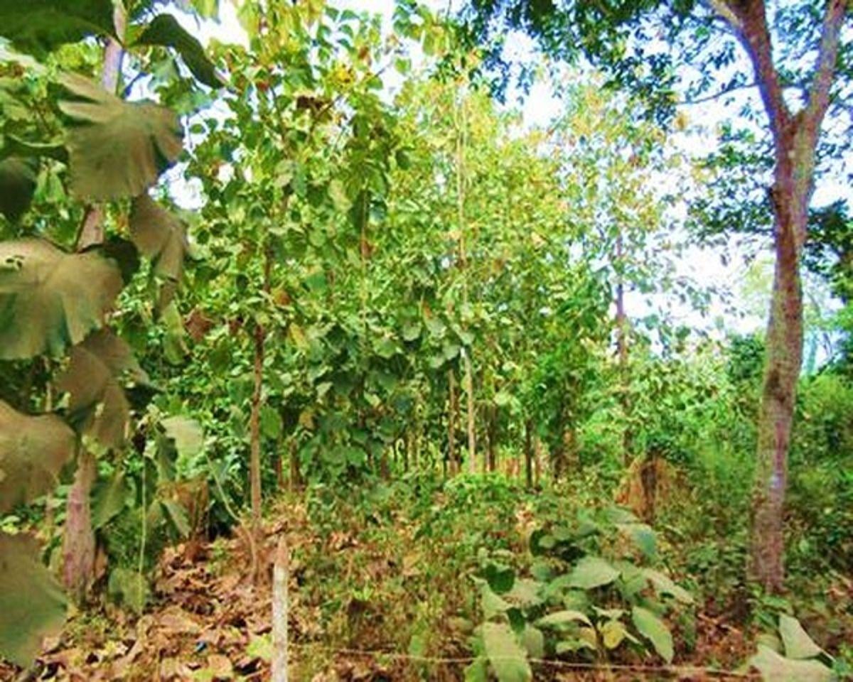 Venta Hacienda Agrícola 60 Ha Balzar Frente Vía, Guayas — imagen 8
