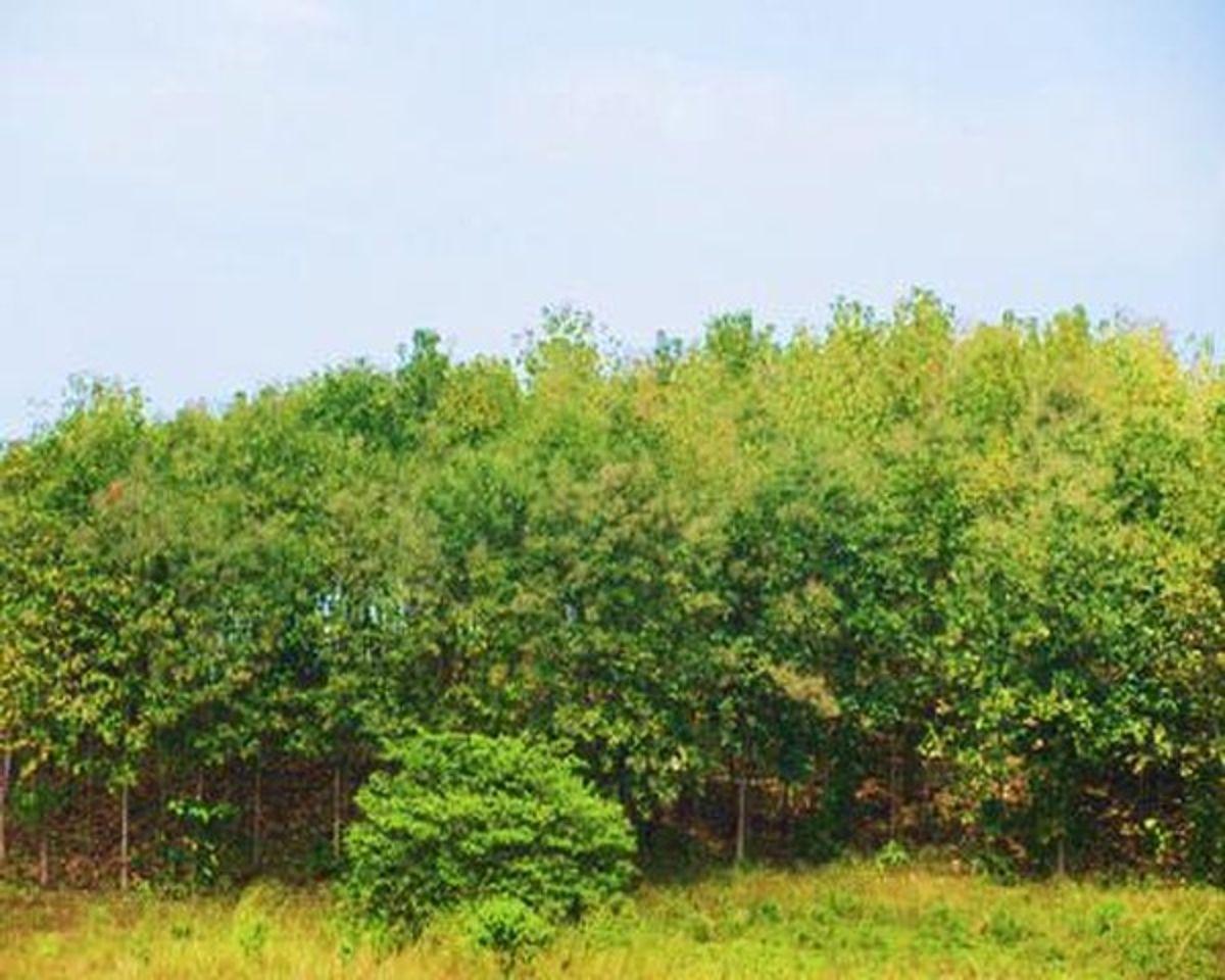 Venta Hacienda Agrícola 60 Ha Balzar Frente Vía, Guayas — imagen 7