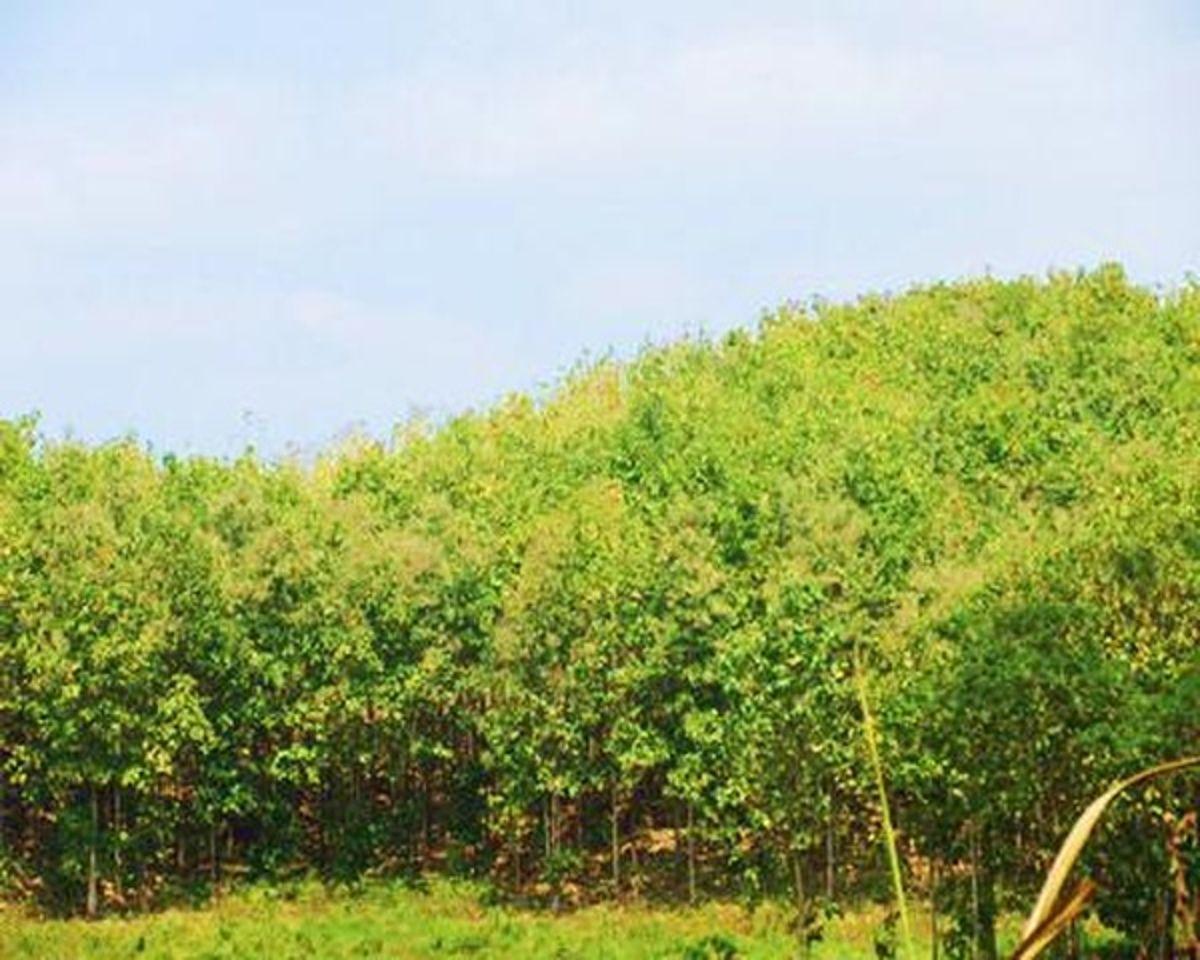 Venta Hacienda Agrícola 60 Ha Balzar Frente Vía, Guayas — imagen 6