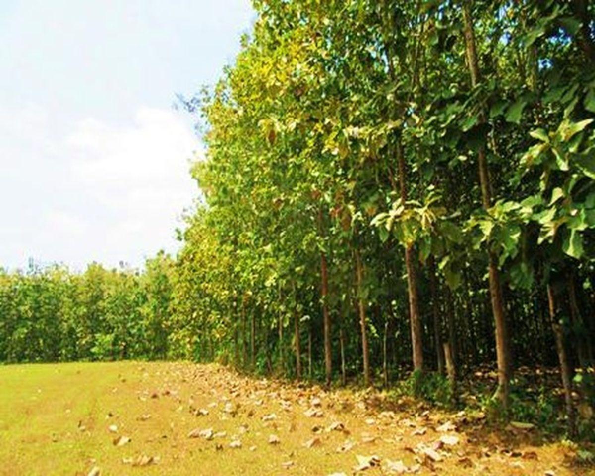 Venta Hacienda Agrícola 60 Ha Balzar Frente Vía, Guayas — imagen 2