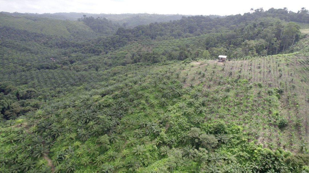 Hacienda Agricola en Venta Daule Esmeraldas — imagen 9