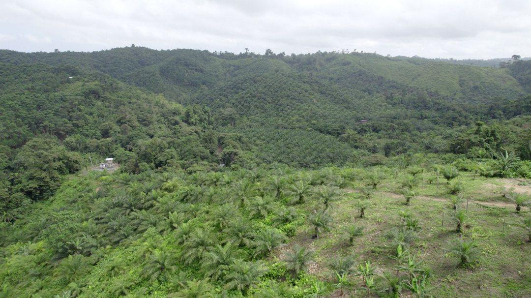 Hacienda Agricola en Venta Daule Esmeraldas — imagen 8