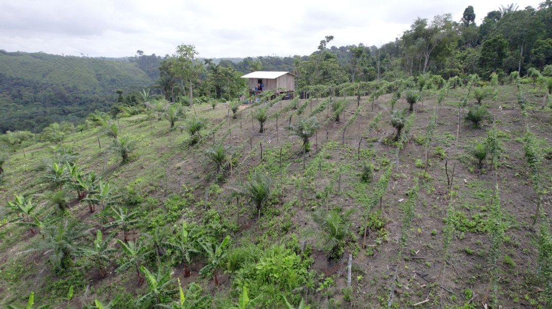 Hacienda Agricola en Venta Daule Esmeraldas — imagen 7