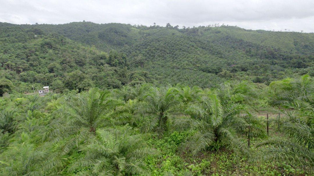 Hacienda Agricola en Venta Daule Esmeraldas — imagen 2