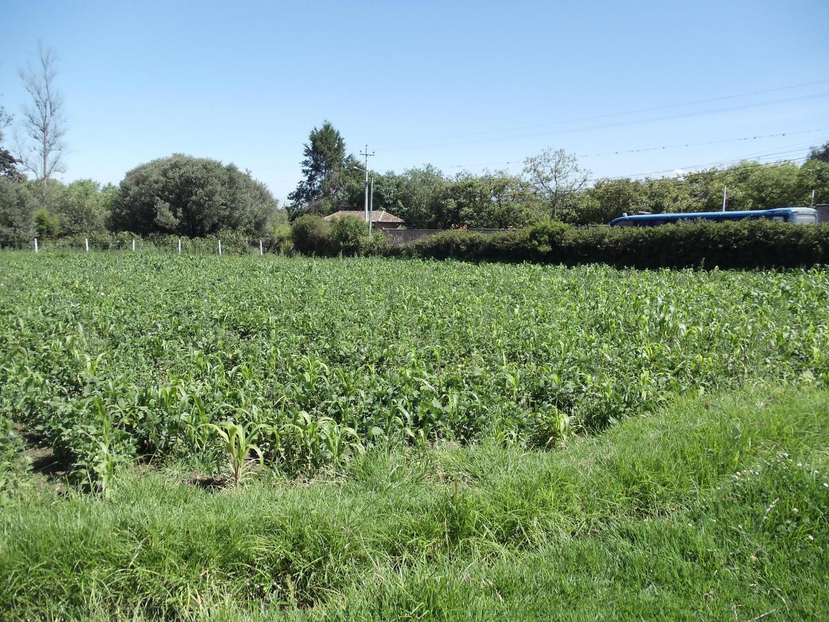 Vendo Terreno de 34 Hectáreas en Checa — imagen 9