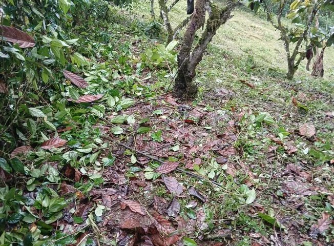 Terreno en venta en Pedro Vicente Maldonado — imagen 3