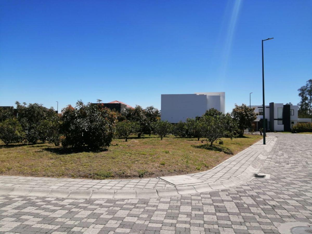 Venta Terreno 820 m² en Urbanización de Puembo — imagen 6