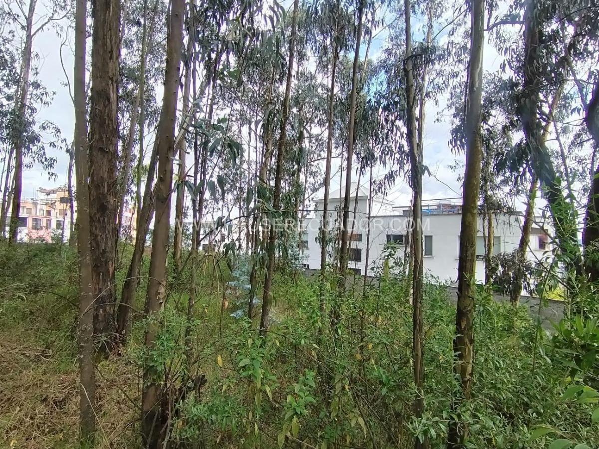 Terreno de 720 m² en Santa Lucia Norte, Dentro de Urbanización con Seguridad 24 Horas — imagen 7