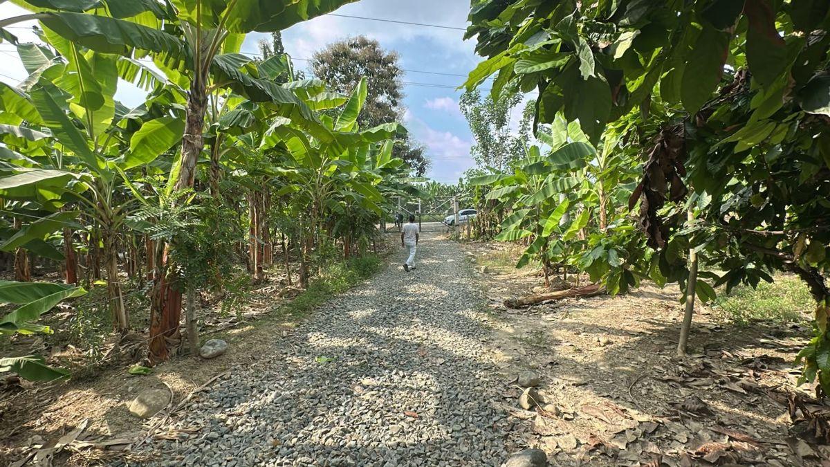 Terrenos en Venta en Buenavista, Pasaje, El Oro — imagen 10