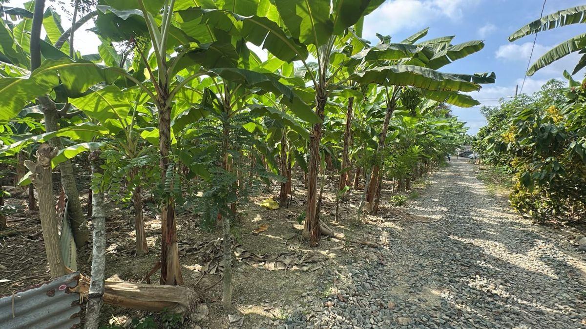 Terrenos en Venta en Buenavista, Pasaje, El Oro — imagen 9