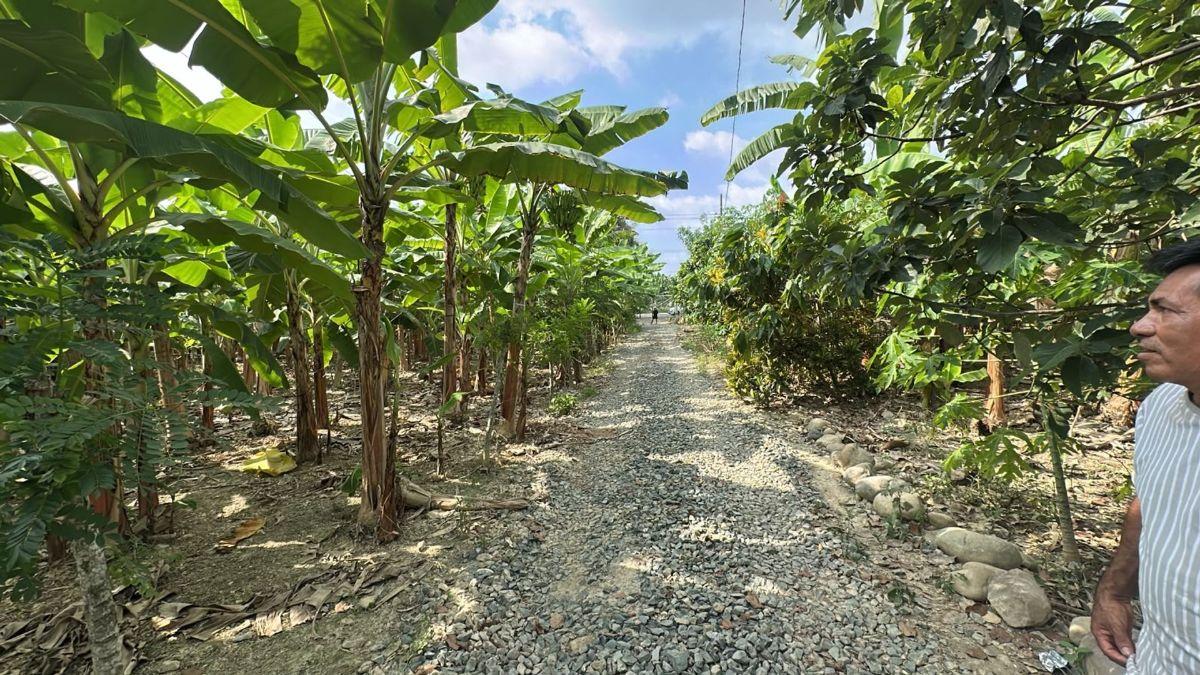 Terrenos en Venta en Buenavista, Pasaje, El Oro — imagen 7