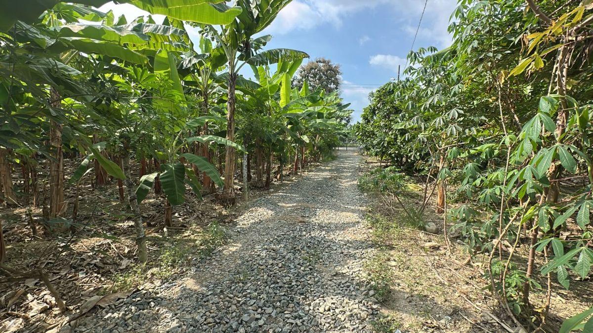 Terrenos en Venta en Buenavista, Pasaje, El Oro — imagen 6