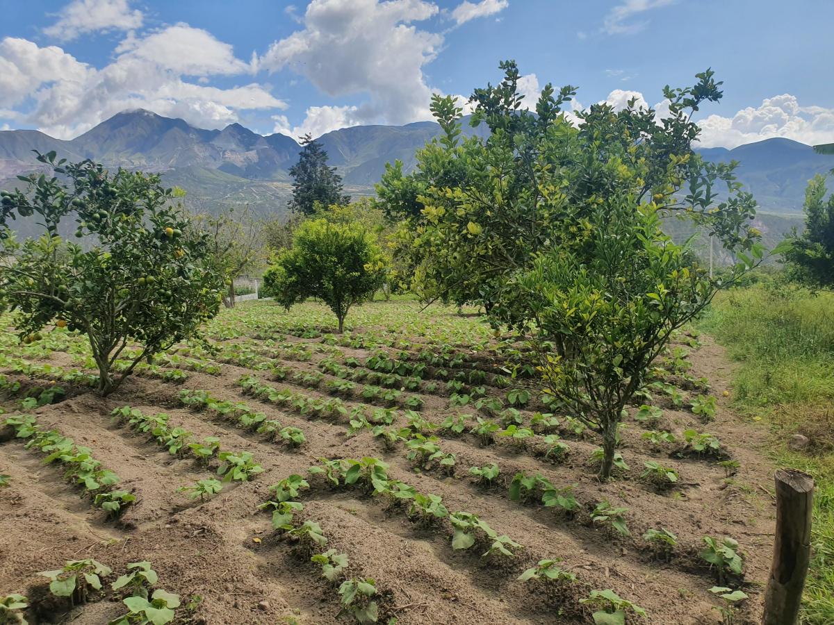 Terreno en Venta en Puéllaro 2400 m² en Derechos y Acciones — imagen 9
