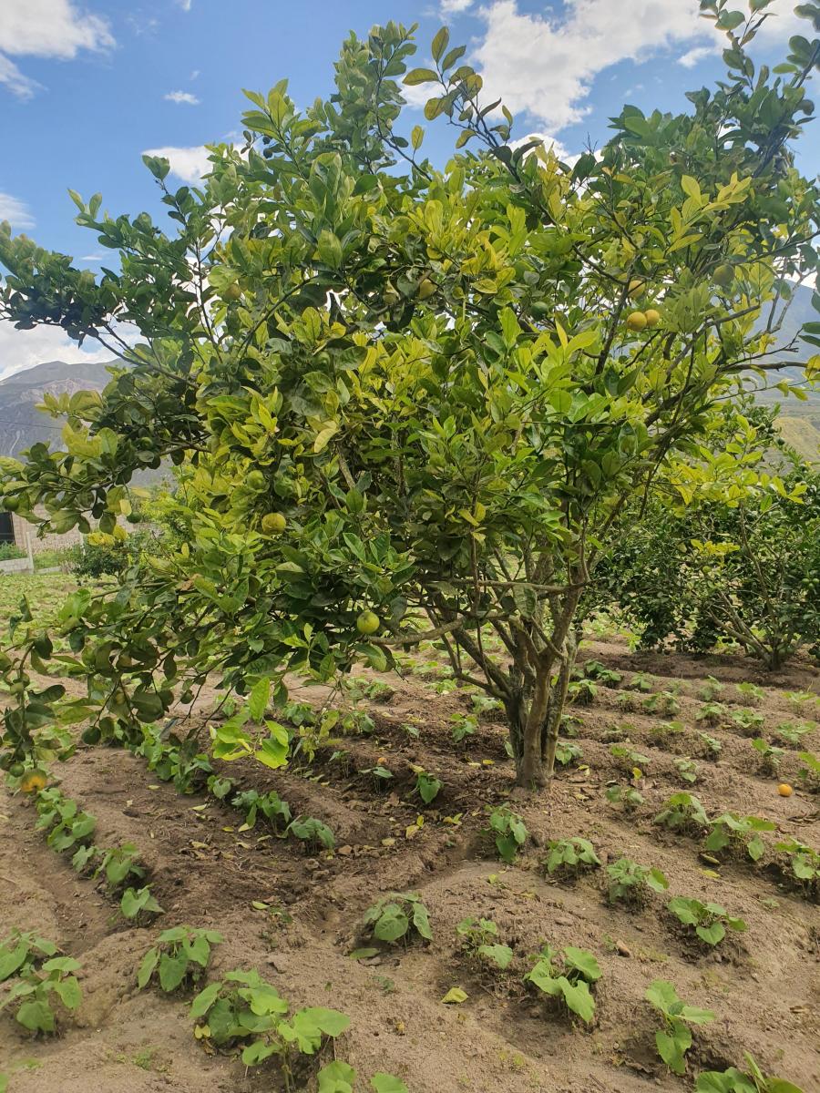 Terreno en Venta en Puéllaro 2400 m² en Derechos y Acciones — imagen 8