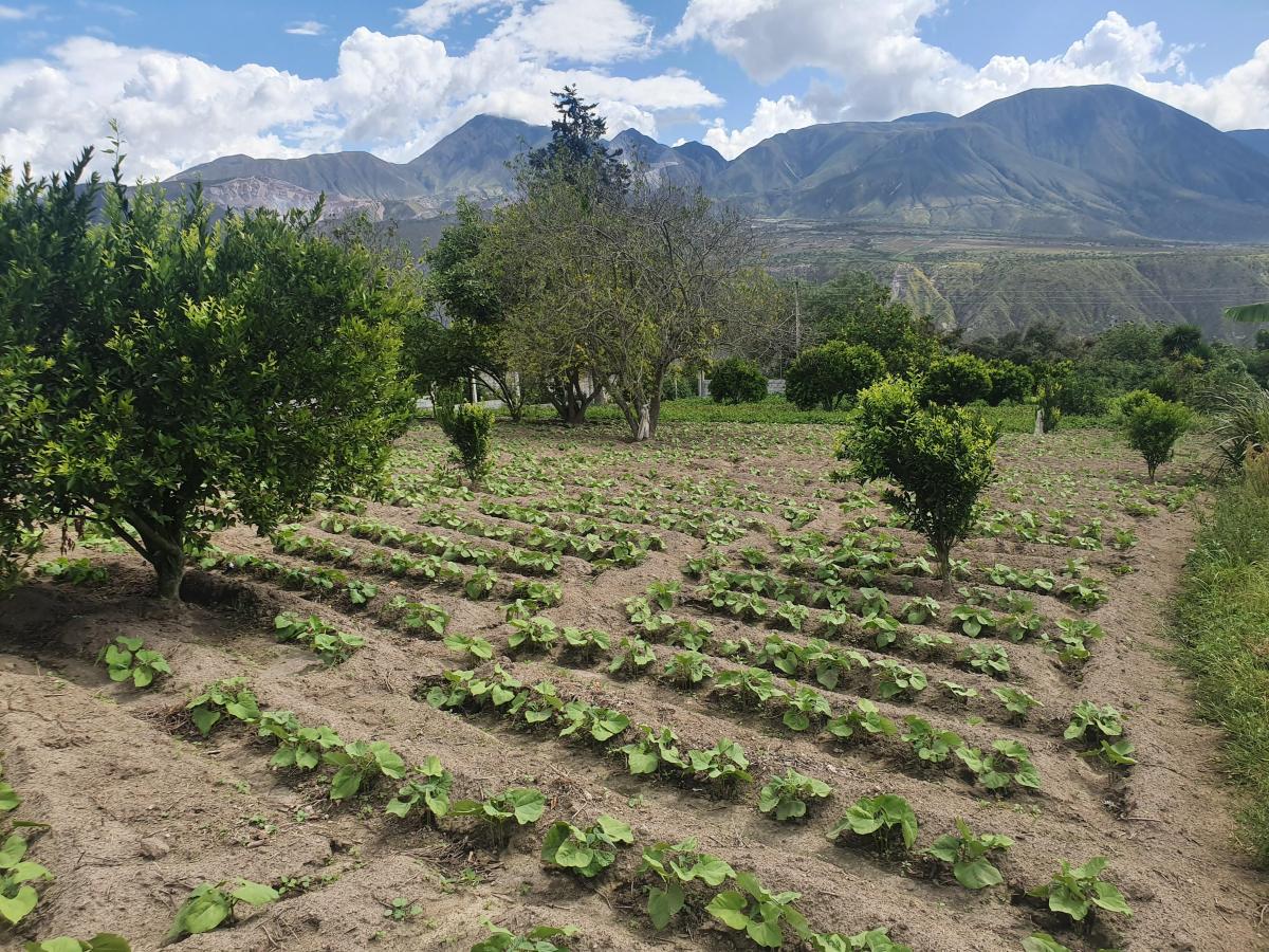 Terreno en Venta en Puéllaro 2400 m² en Derechos y Acciones — imagen 7