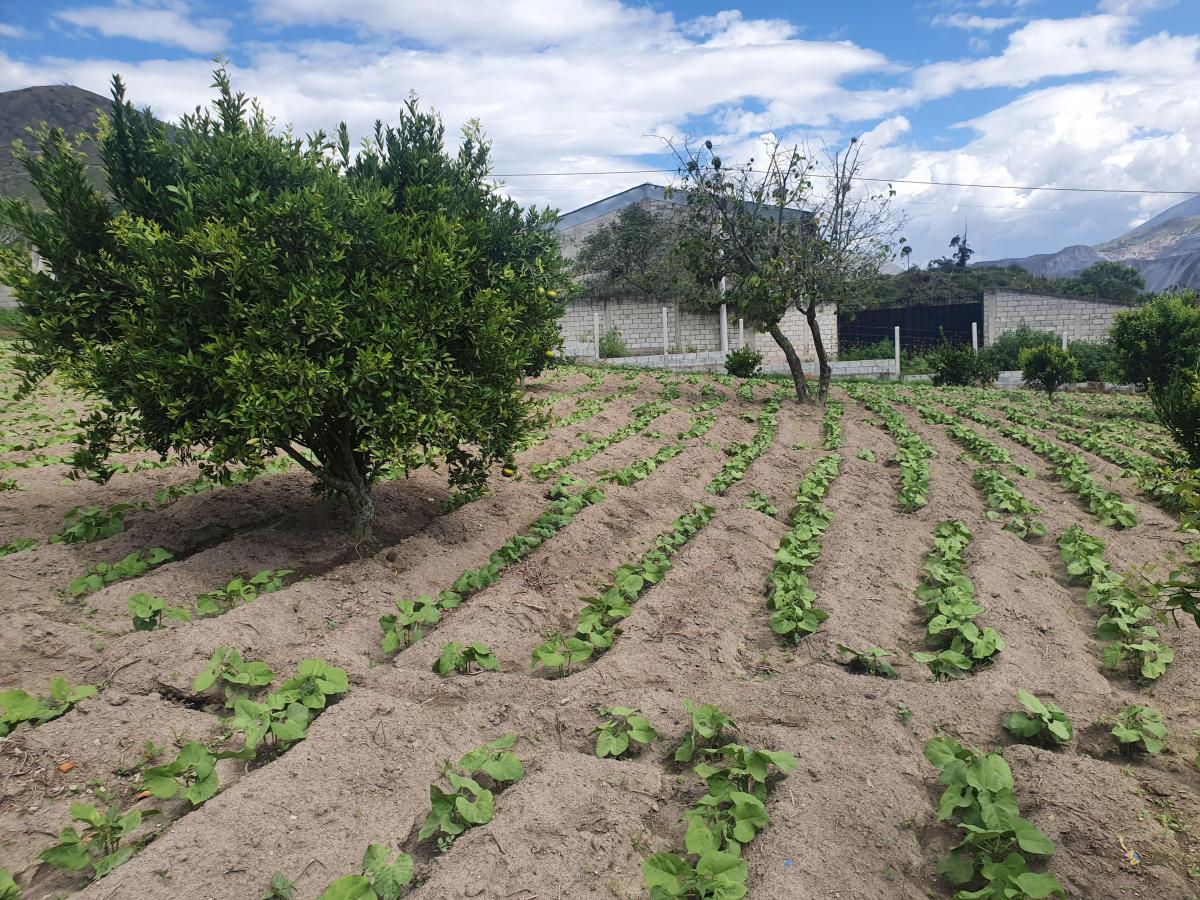 Terreno en Venta en Puéllaro 2400 m² en Derechos y Acciones — imagen 6