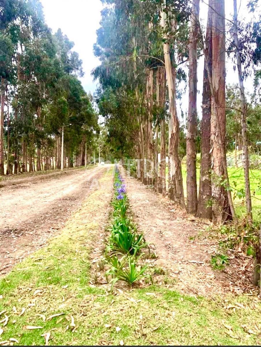 Lote de Terreno 954 m² Tabacundo Dentro de Club Campestre — imagen 8