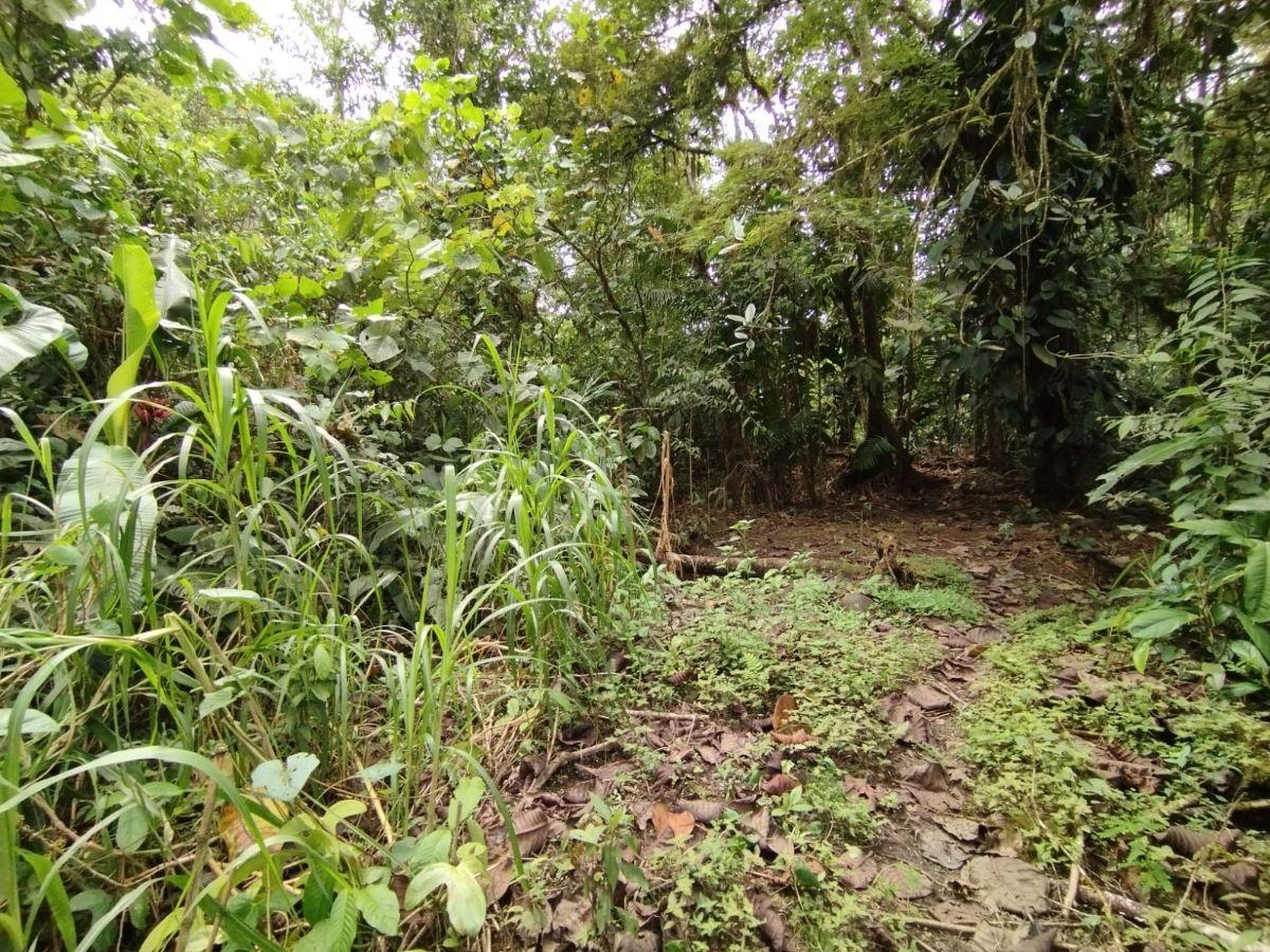Venta Terreno Mindo — imagen 8