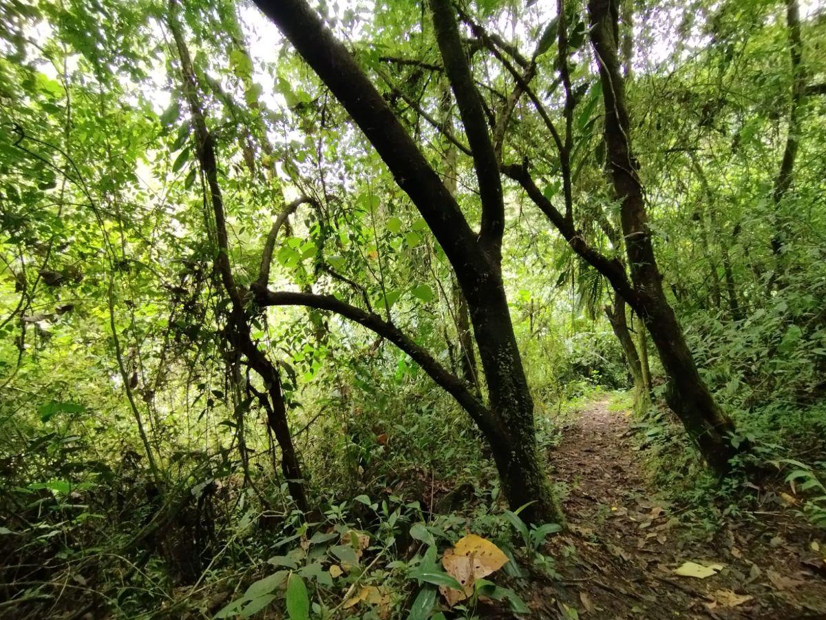 Venta Terreno Mindo — imagen 6