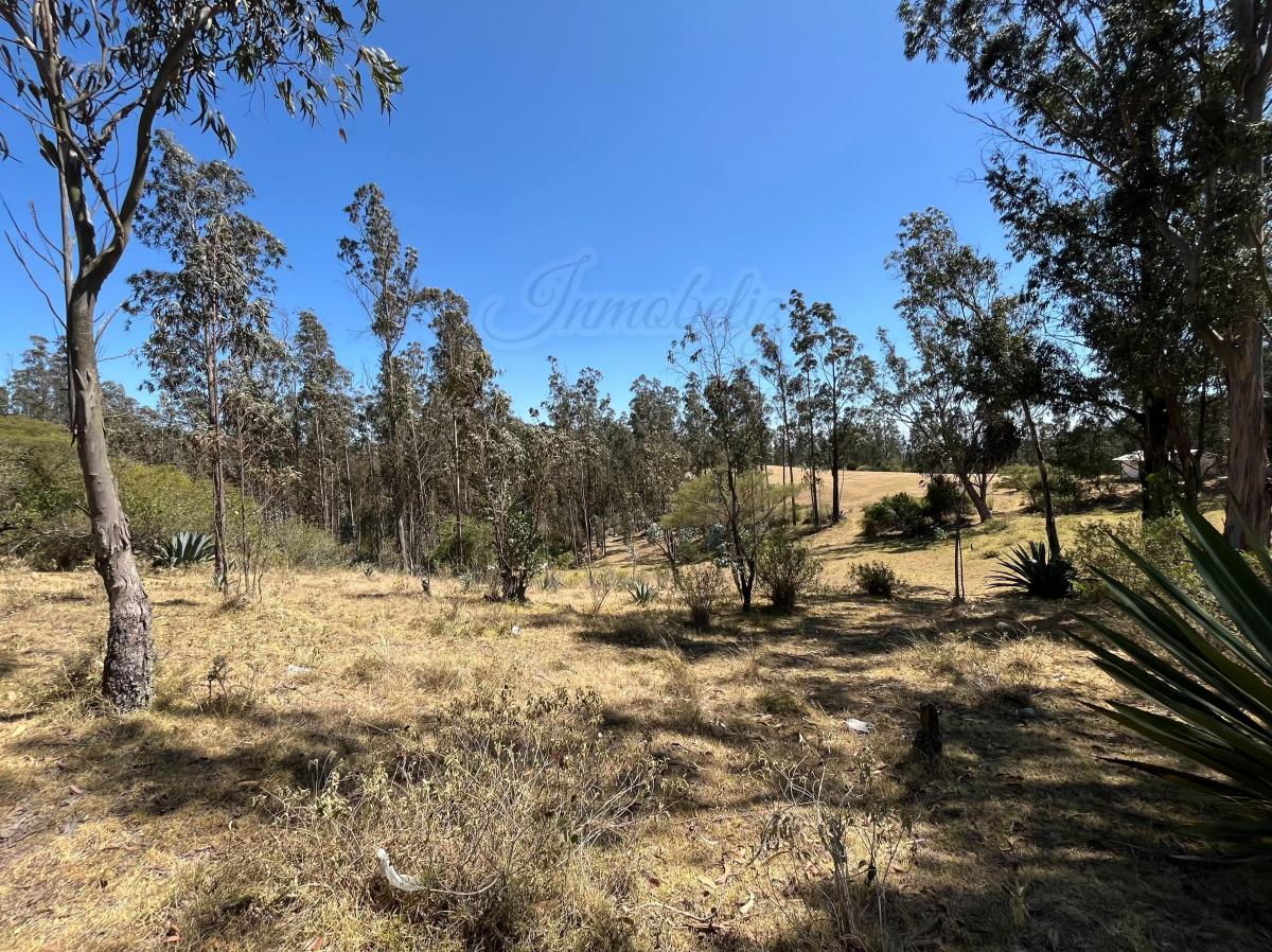 Hacienda de 101 Hectáreas con Casas en Tumbaco — imagen 2