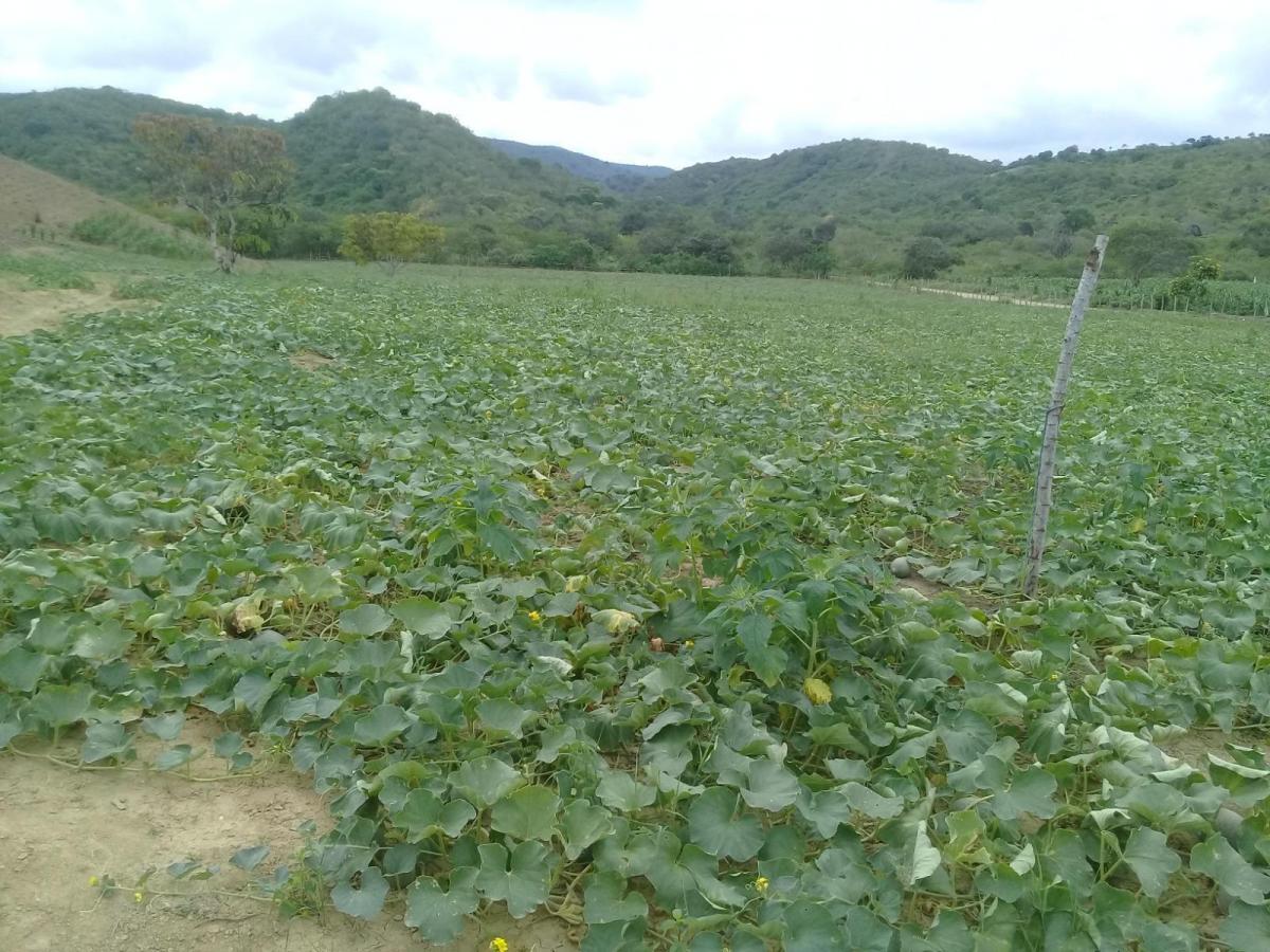 Venta de Terreno Vista Al Mar Machalilla Manabi, Manabí — imagen 7