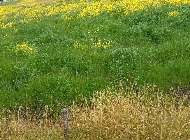 Terreno en venta en Saquisili — imagen 3