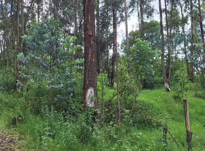 Terreno en venta en Píntag — imagen 3