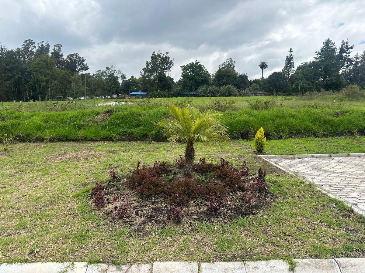 Vendo Hermosos Terrenos en Puembo Conjunto Cerrado 1.007,63 m² — imagen 10
