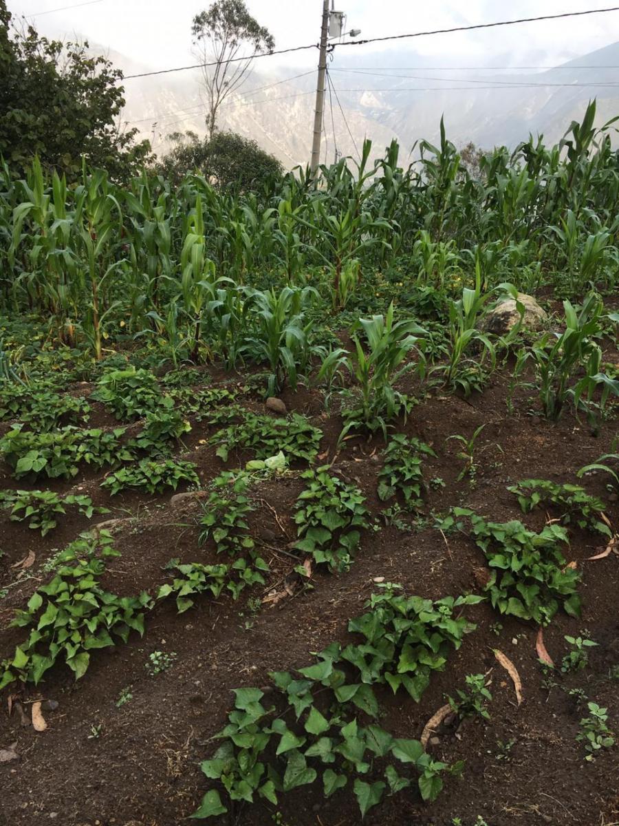 "Terreno de 5,600 m² en Venta en Puéllaro - con Árboles Frutales" — imagen 8