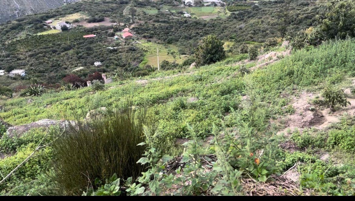 "Terreno de 5,600 m² en Venta en Puéllaro - con Árboles Frutales" — imagen 7