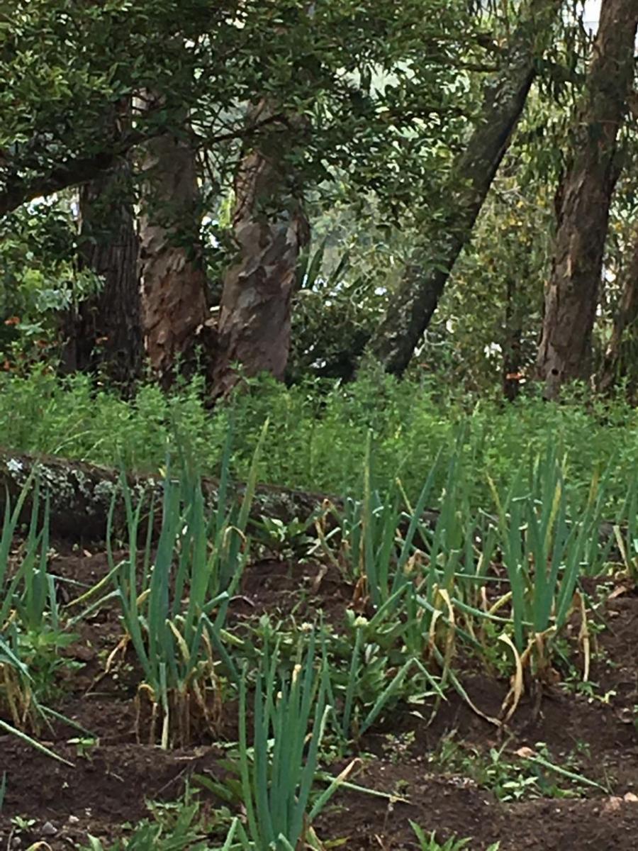 "Terreno de 5,600 m² en Venta en Puéllaro - con Árboles Frutales" — imagen 6